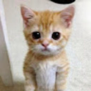 Meet your Posher, Chan